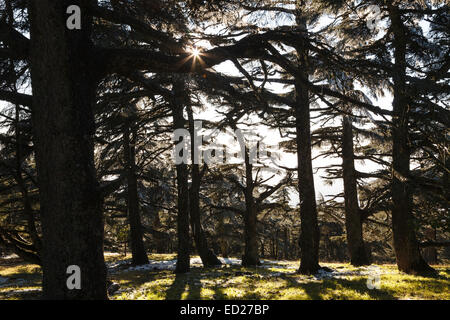 Cedar tree forest. Tazekka National Park. Easter Middle Atlas. Morocco. North Africa. Africa Stock Photo