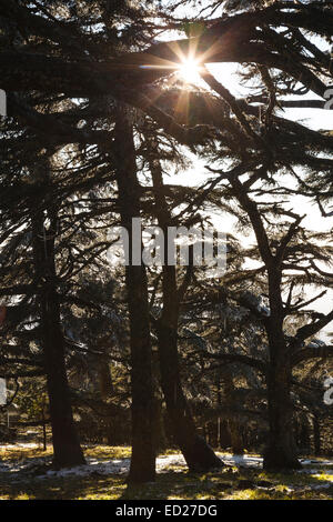 Cedar tree forest. Tazekka National Park. Easter Middle Atlas. Morocco. North Africa. Africa Stock Photo