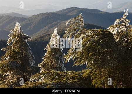 Cedar tree forest. Tazekka National Park. Easter Middle Atlas. Morocco. North Africa. Africa Stock Photo