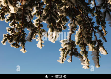 Cedar tree forest. Tazekka National Park. Easter Middle Atlas. Morocco. North Africa. Africa Stock Photo