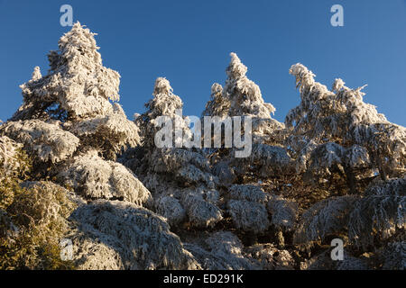 Cedar tree forest. Tazekka National Park. Easter Middle Atlas. Morocco. North Africa. Africa Stock Photo