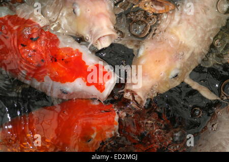 Feeding frenzy with lots of Orange and white Japanese Koi Carp coming up to the water's surface Stock Photo