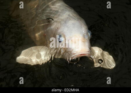 Close-up of an all white Japanese Koi Carp coming up to the water's surface Stock Photo