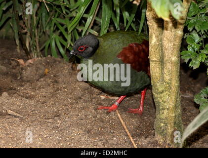 Female Crested Partridge or  Roul-roul (Rollulus rouloul), a.k.a. Red-crowned Wood Partridge or Southeast Asian Green Wood Quail Stock Photo