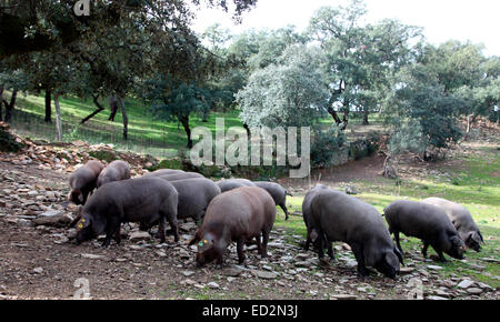 Iberian free range Black pigs forage for acorns in a holm oak glade in Sierra de Aracena. Stock Photo