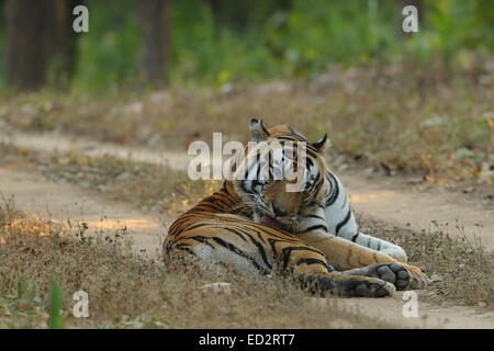 Portrait of a Royal Bengal Tiger in Kanha National Park in India Stock Photo