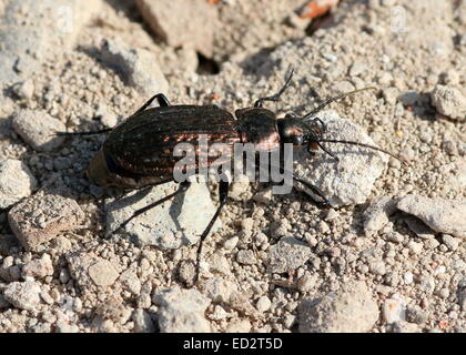 European Granulated Carabid beetle (Carabus Granulatus) Stock Photo