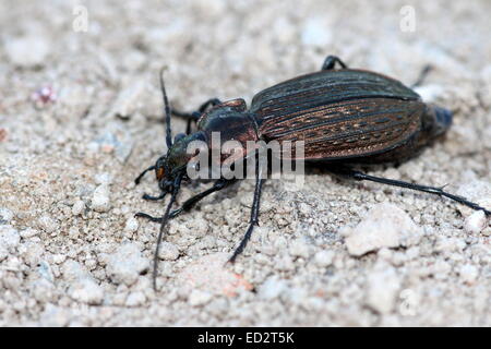 European Granulated Carabid beetle (Carabus Granulatus) Stock Photo