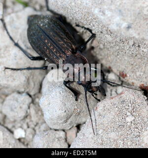 European Granulated Carabid beetle (Carabus Granulatus) Stock Photo