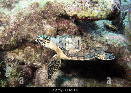 A Hawksbill sea turtle swims along Molasses Reef in Key Largo, Florida.