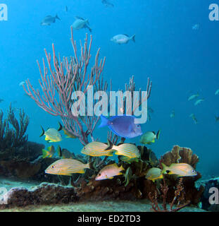 Seascape on an old shipwreck on Molasses Reef in Key Largo, Florida. Stock Photo