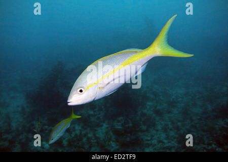 A Yellowtail Snapper swims through the water column over Molasses Reef in Key Largo, Florida. Stock Photo