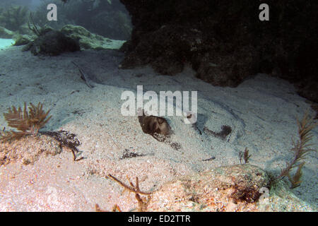 A Southern Stingray lies buried in sand along a Florida Keys reef. Stock Photo