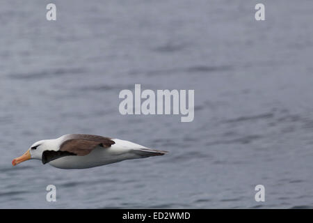 Black-browed albatross (Thalassarche melanophrys)Cooper Bay, South Georgia, Antarctica. Stock Photo