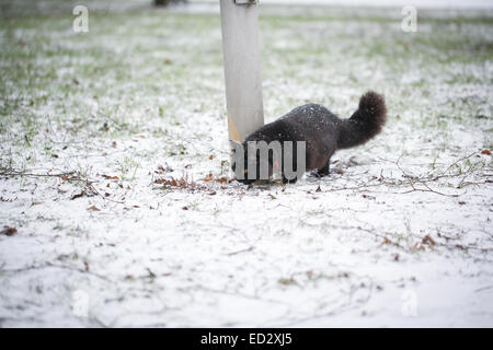 Black cat plays outside in a snowy day Stock Photo