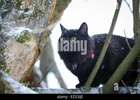 Black cat plays outside in a snowy day Stock Photo