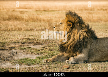 Lonely lion resting in the Ngorongoro Crater, Tanzania Stock Photo