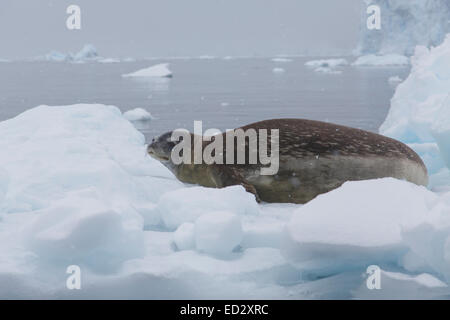 Weddell seal, (Leptonychotes weddellii),Neko Harbour, Antarctica.