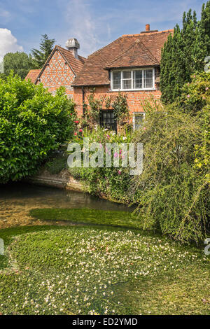 Flowering Water Weed Bradfield Berkshire UK Stock Photo