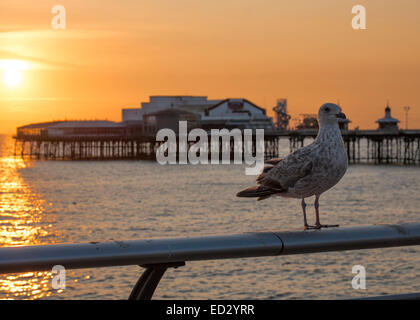 Blackpool, Lancashire: A seagull on Blackpool's promenade at sunset with the North Pier in the background Stock Photo