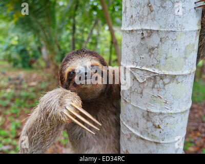Portrait of brown-throated three-toed sloth on a tree, Panama, Central America