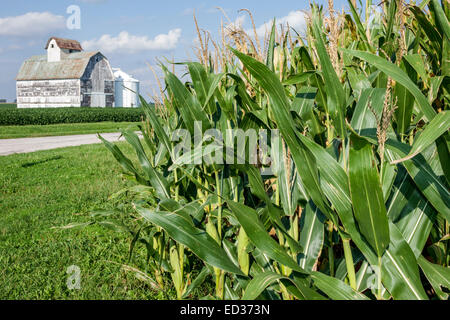 Illinois Tuscola,corn,crop,barn,rural,agricultural,farming,farm,IL140904091 Stock Photo