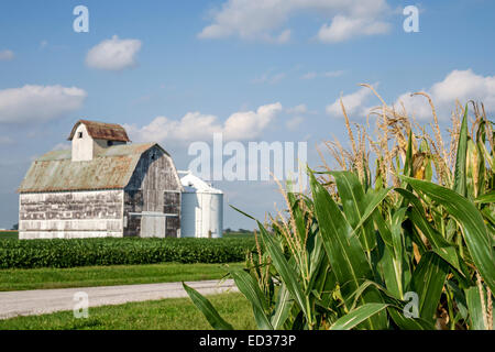 Illinois,Midwest,Tuscola,corn,crop,barn,rural,agricultural,agriculture,farming,farm,visitors travel traveling tour tourist tourism landmark landmarks Stock Photo