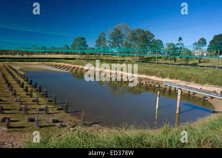 Large outdoor aquaculture pond at redclaw crayfish farm with habitat for redclaw exposed, bird netting over water, and blue sky Stock Photo
