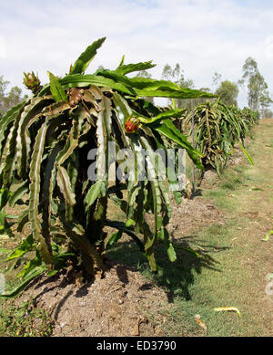 Row of cactus plants, Hylocereus undatus, growing on Australian farm to produce Dragon Fruit / Pitaya / Pitahaya Stock Photo