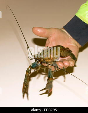 Large red claw freshwater crayfish, Cherax quadricarinatus, in man's hand after being harvested at Australian aquaculture farm Stock Photo
