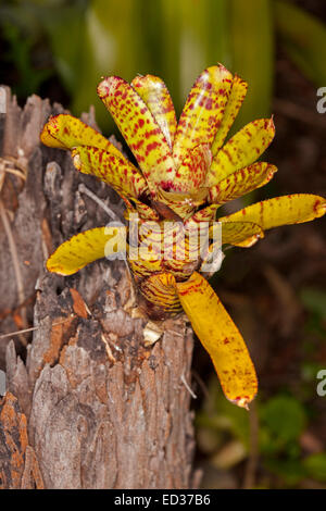 Bromeliad, Neoregelia mini hybrid 'Black Bands', golden orange leaves with red / brown horizontal stripes growing on tree stump Stock Photo