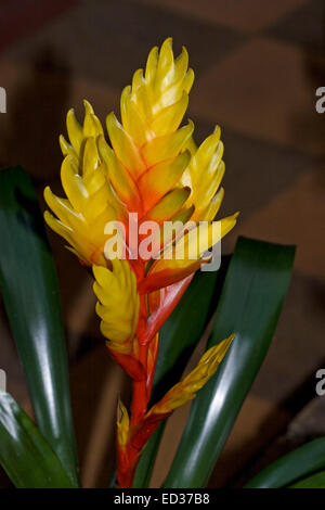Spectacular vivid yellow flowers/ bracts with bright red stems & dark green leaves of bromeliad  - Vriesea 'Charlotte'. Stock Photo