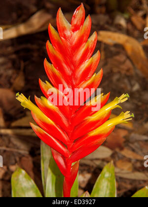 The red flowering spike of the bromeliad Vriesea splendens emerges from ...