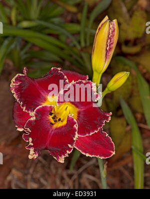 Spectacular dark red daylily flower, Larry's Obsession, yellow frilly edge to petals, two buds, backgrd of dark green foliage Stock Photo