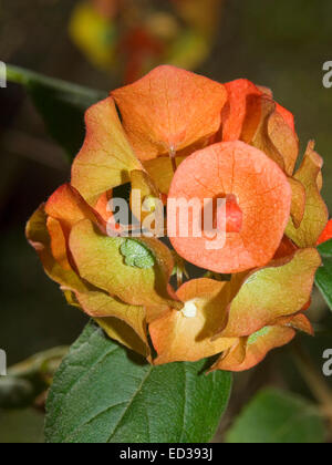 Cluster of vivid orange flowers of Holmskioldia sanguinea, Chinaman's Hat / Cup and Saucer plant against dark green background Stock Photo