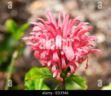 Large cluster of vivid pink flowers of Justicia carnea, Brazilian plume flower, with emerald leaves, on light brown background Stock Photo