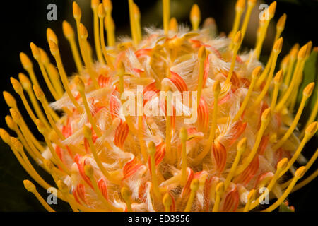 Close-up of large stunning orange flower of Leucospermum conocarpodendron x glabrum 'Mardi Gras Ribbons' - Pincushion protea Stock Photo