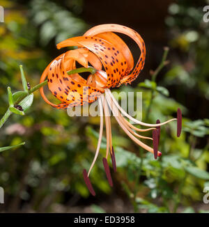 Large vivid orange flower with curved spotted petals of Lilium lancifolium syn L. tigrinum, Tiger Lily, against background of green foliage Stock Photo
