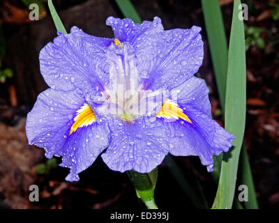 Mauve / purple flower of Louisiana iris yellow streaks on petals coated with raindrops on petals against dark brown background Stock Photo