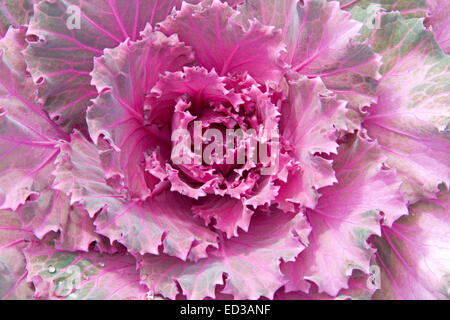 Close-up of stunning ornamental kale / cabbage, Brassica oleracea, with frilly  vivid pink foliage flecked with green Stock Photo