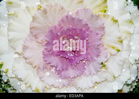 Close-up of stunning ornamental kale / cabbage, Brassica oleracea, with raindrops on frilly  white and mauve / pink foliage Stock Photo