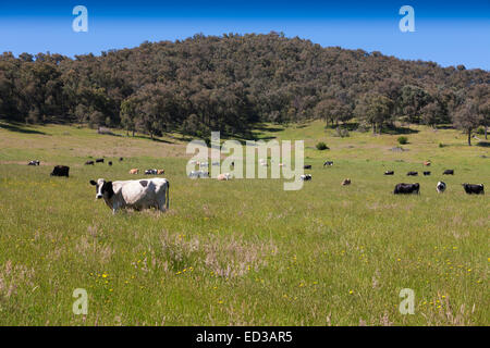 Dairy Cows grazing in long grass Towong Upper Snowy Mountains NSW Australia Stock Photo
