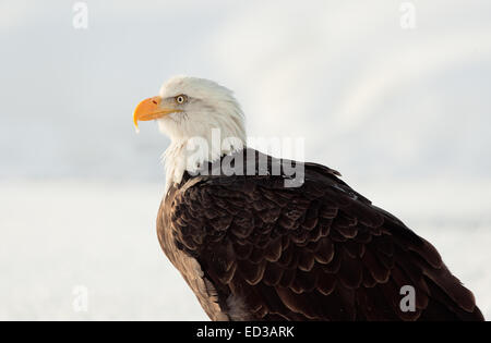 Winter Close up Portrait of a Bald eagle (Haliaeetus leucocephalus washingtoniensis ). Stock Photo