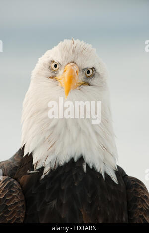 Close-up Portrait of Bald Eagle (Haliaeetus leucocephalus), Alaska, USA Stock Photo