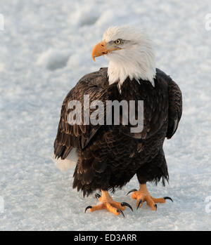 Close up Portrait of a Bald eagle (Haliaeetus leucocephalus washingtoniensis ) on the snow . Stock Photo