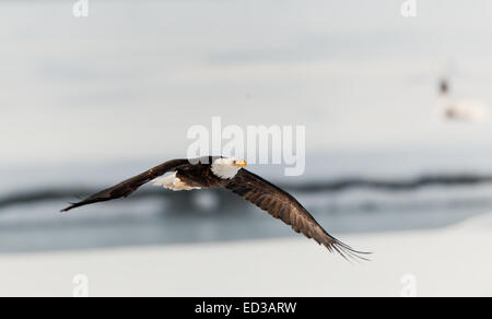 Flying eagle ( Haliaeetus leucocephalus washingtoniensis  )over snow-covered river. Winter Alaska. USA Stock Photo