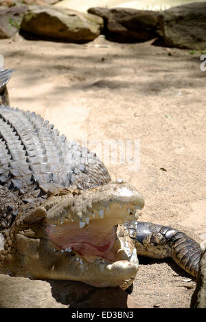 Single crocodile. Photo was taked in Featherdale Wildlife Park in Sydney, Australia. Stock Photo