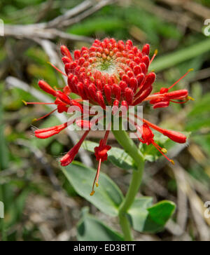 Stunning vivid red flower and light green leaves of Pimelea haemostachya, blood pimelea, unusual wildflower in outback Australia Stock Photo