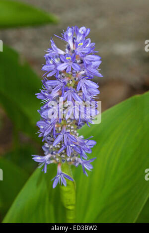 Tall spike of attractive deep blue flowers of aquatic plant, Pontederia cordata, pickerel weed, with background of green leaves Stock Photo