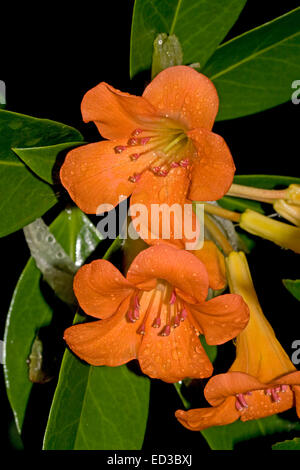 Brilliant orange flowers & emerald leaves of tropical Vireya rhododendron cultivar 'Orange Way' against dark background Stock Photo